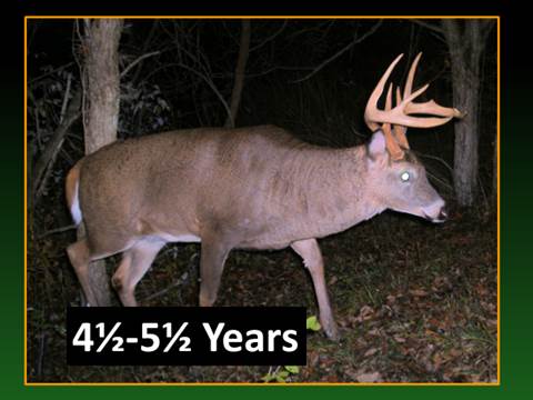 5 year old buck