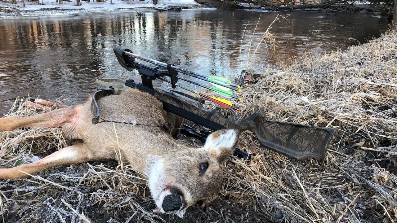 Crossbow-Study-Doe-Kill - are crossbows to blame for a deer hunting decline