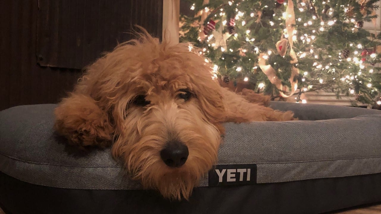 Yeti Trailhead Dog Bed Review