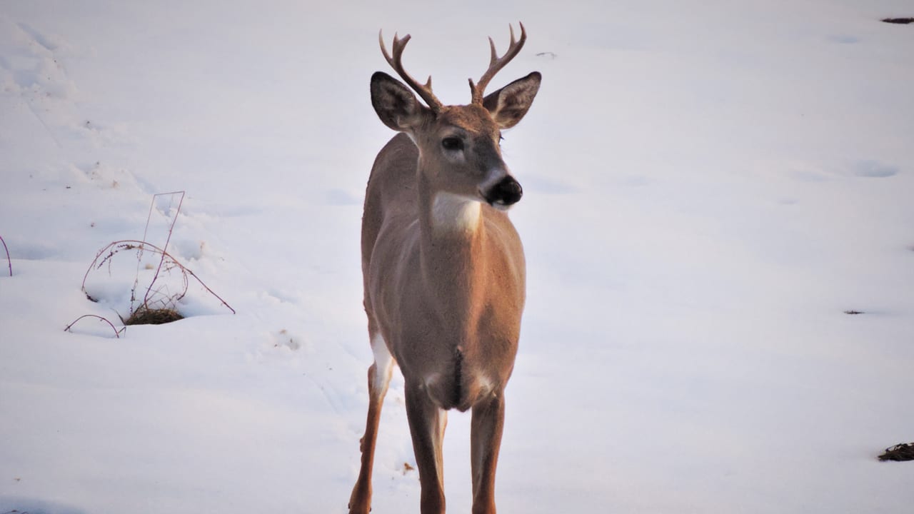 young-buck-in-snow