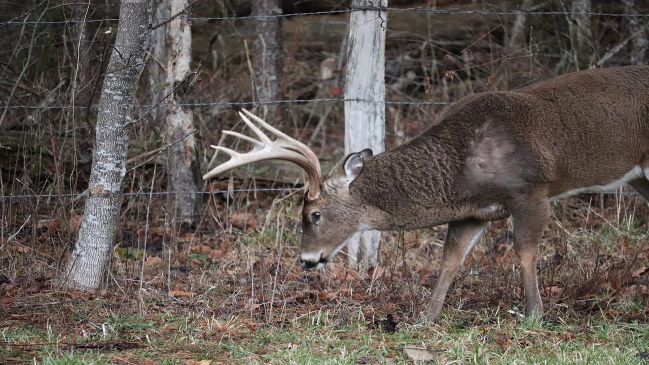 small tasks buck walking - 5 Post-Season Chores to Keep You in the Game