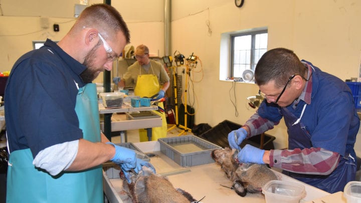CWD-Deer-testing-lab