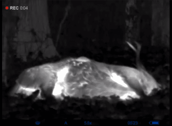 dead deer as seen through a thermal scope