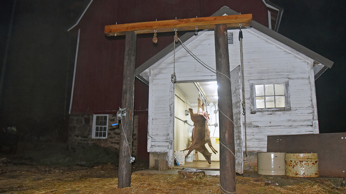 From Dairy Barn To Deer Skinning Shed