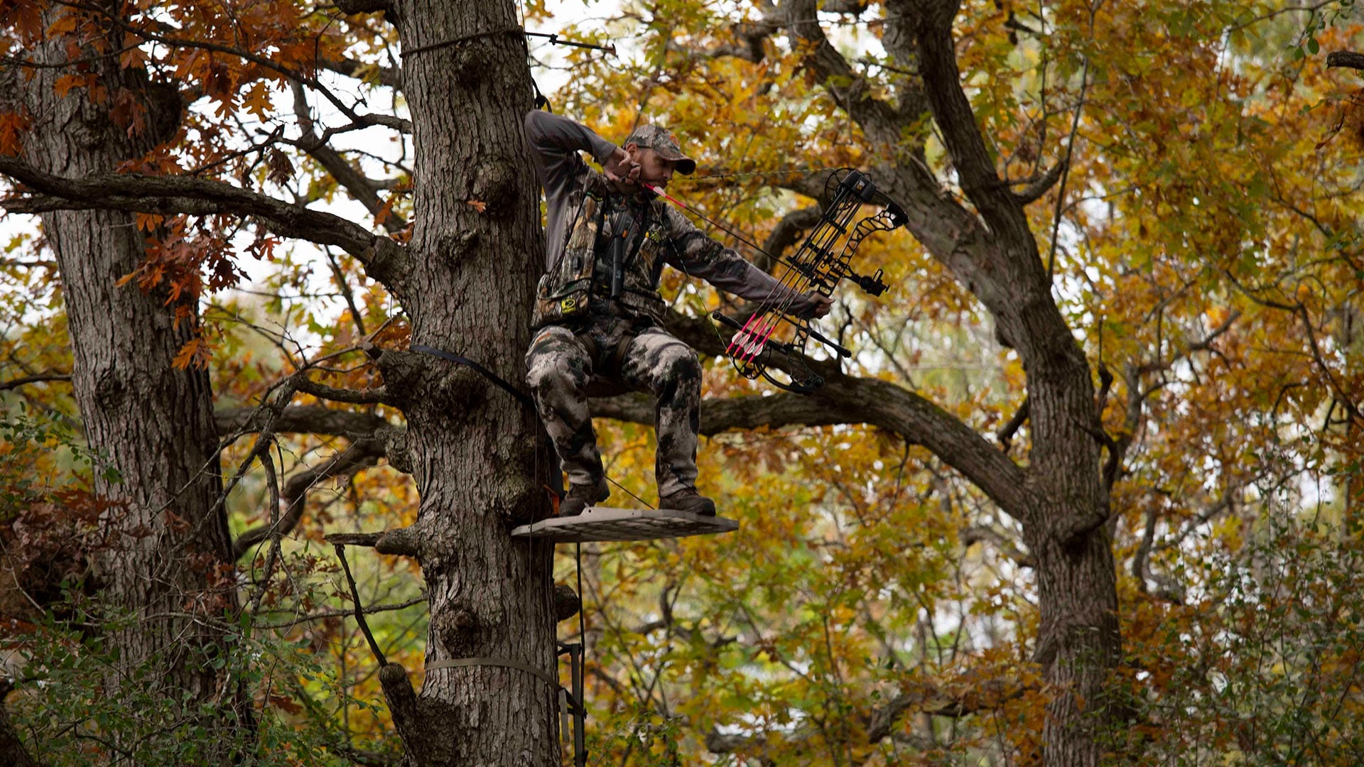 Bowhunter At Full Draw