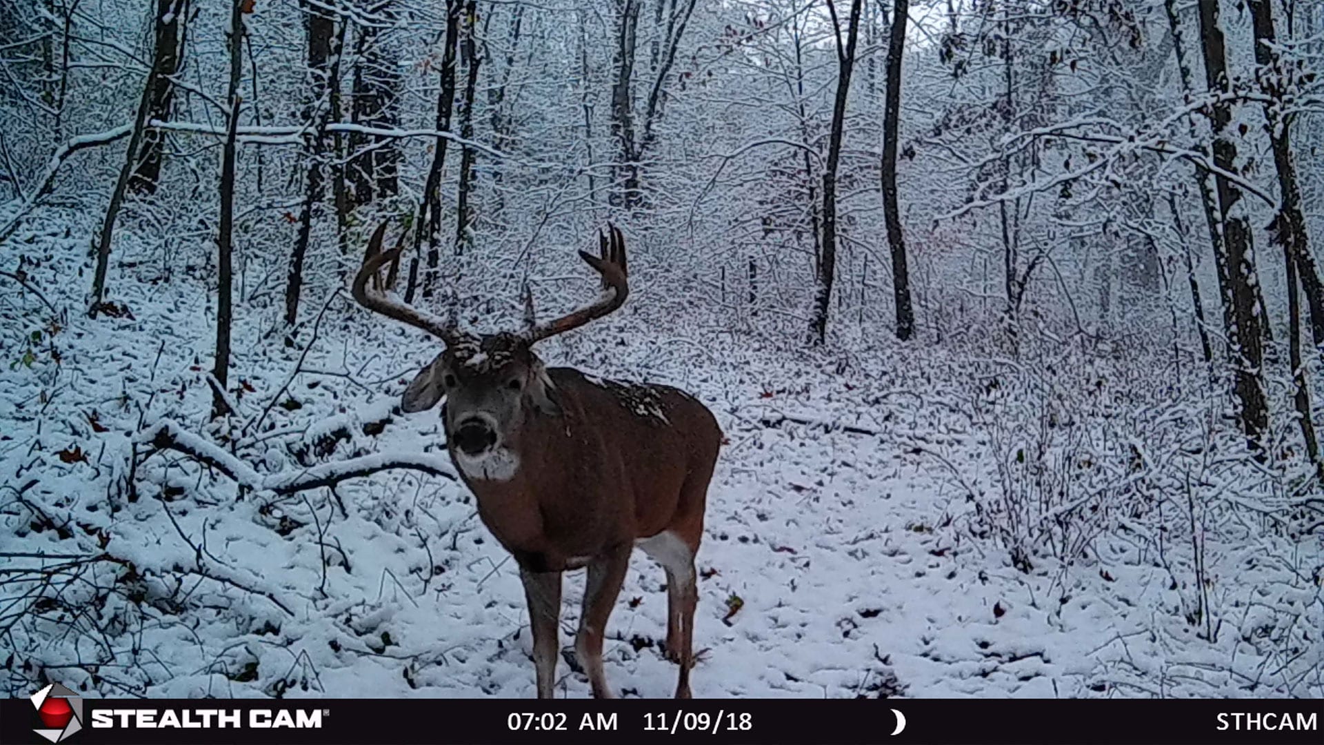 Trail Cam Videos Category