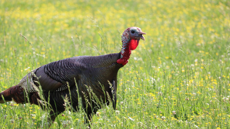 In The Field Tips For A Better Turkey Mount From The Taxidermist