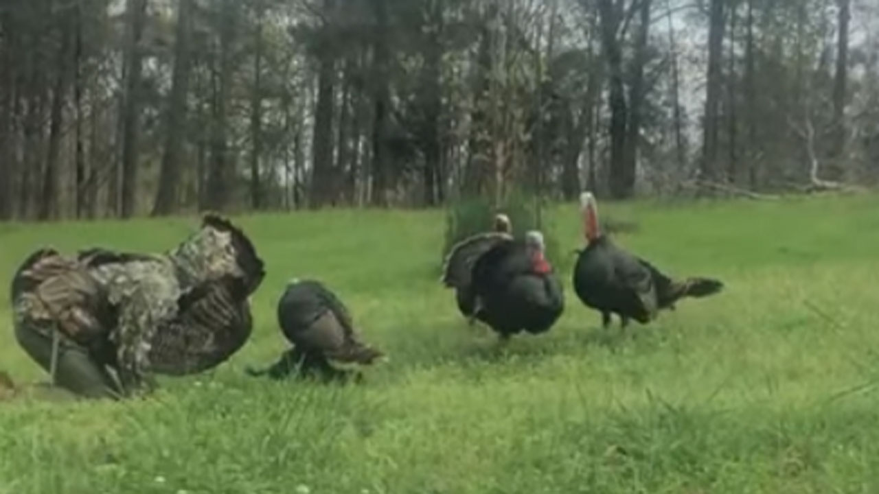 Hunter Catches Turkey With Bare Hands Using Decoy