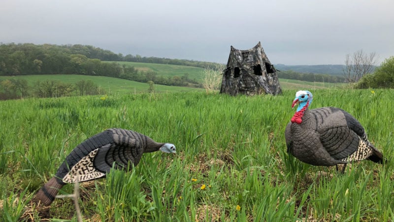 Top Tips For Bowhunting Turkeys