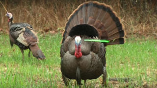 How Effective Is A Head Shot On A Turkey With A Bow? Watch This!