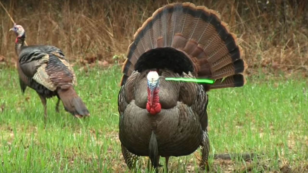 How Effective Is A Head Shot On A Turkey With A Bow Watch This