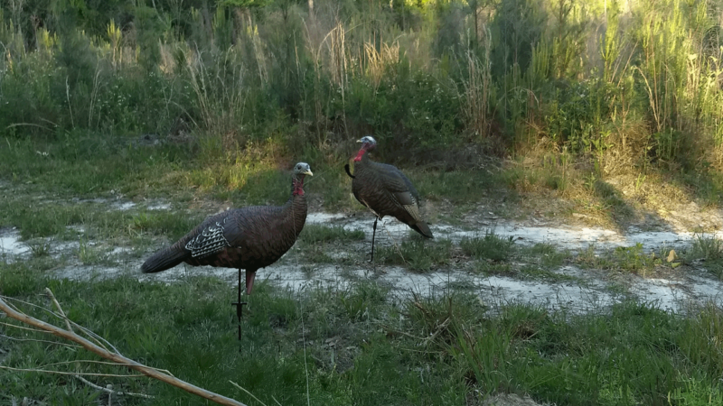 Roosting Turkeys For Success