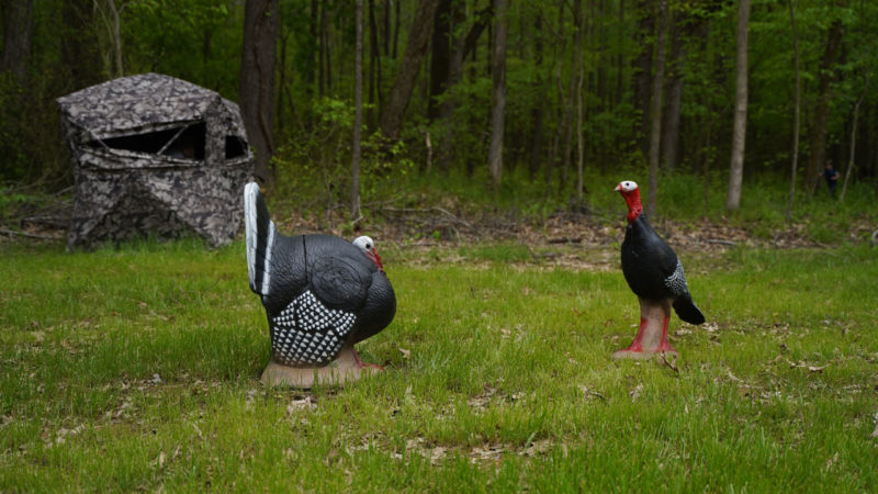 How To Practice For Bowhunting Turkeys