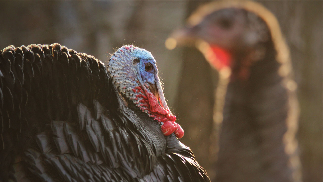 Do You Care About A Turkey's Age Before You Pull The Trigger?