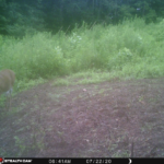 N/a Whitetail Deer In Lenoir,nc By Seth Critcher