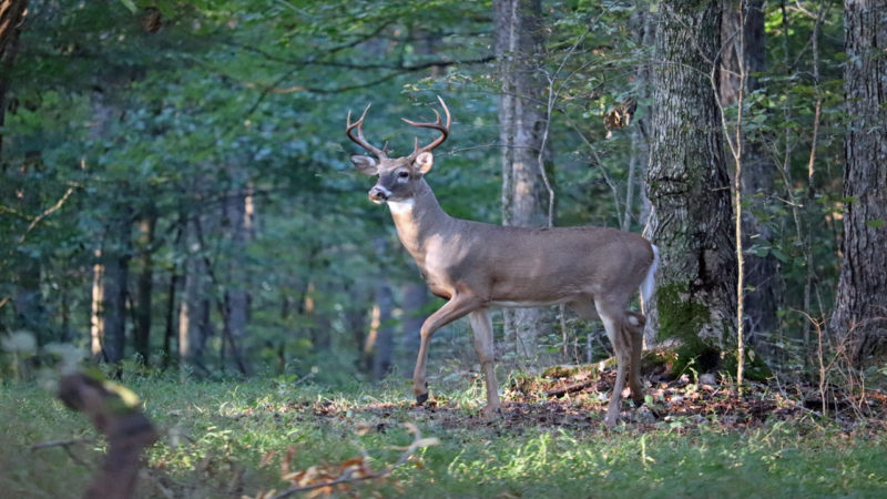 Everything You Need To Know About Your First Bowhunt