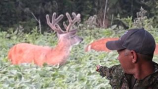 Scouting Whitetails Up Close