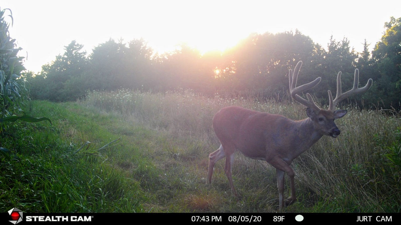 Age This Buck