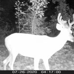 N/a Whitetail In Minnesota By Mike Lindgren