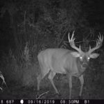 N/a Whitetail In Wisconsin By Jim Anderson