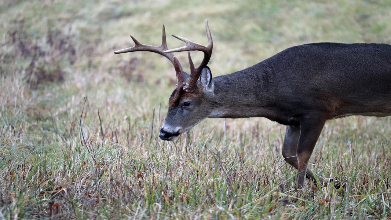 Whitetail Rut Phases Through the Season