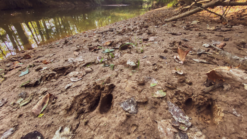 Tracks on Bank 2