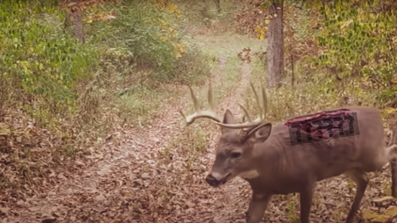 deer on game camera