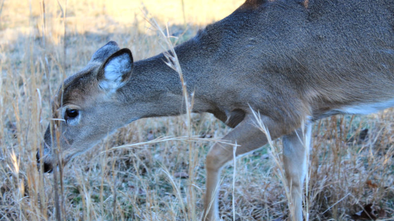 The Rut Process Animal How to Bowhunt the Rut