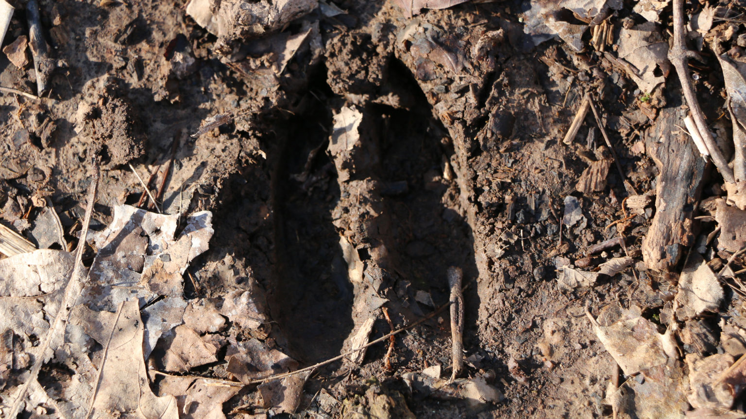 How to Bowhunt the Rut