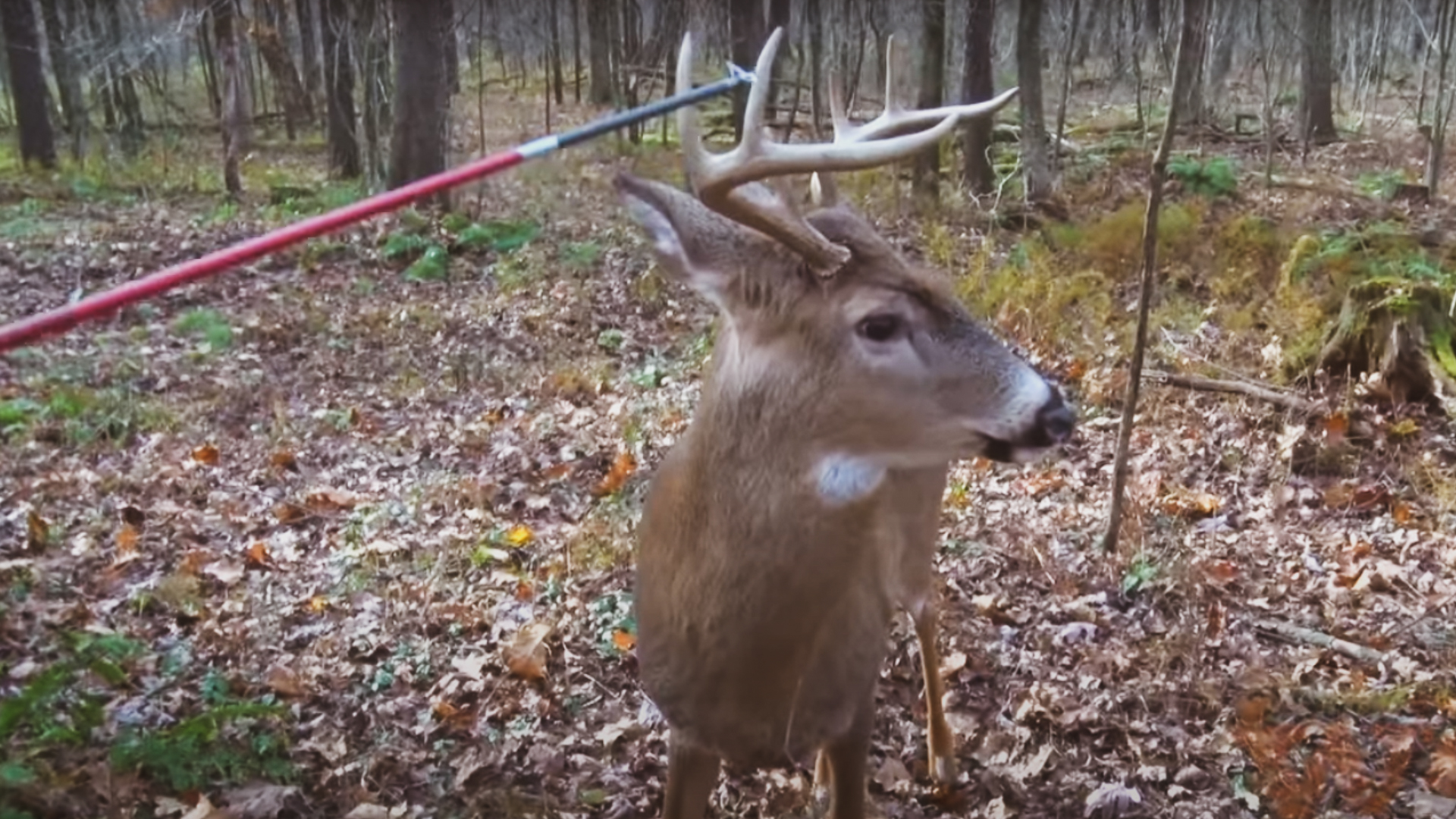 Hunter Touches Rutty Buck With Arrow