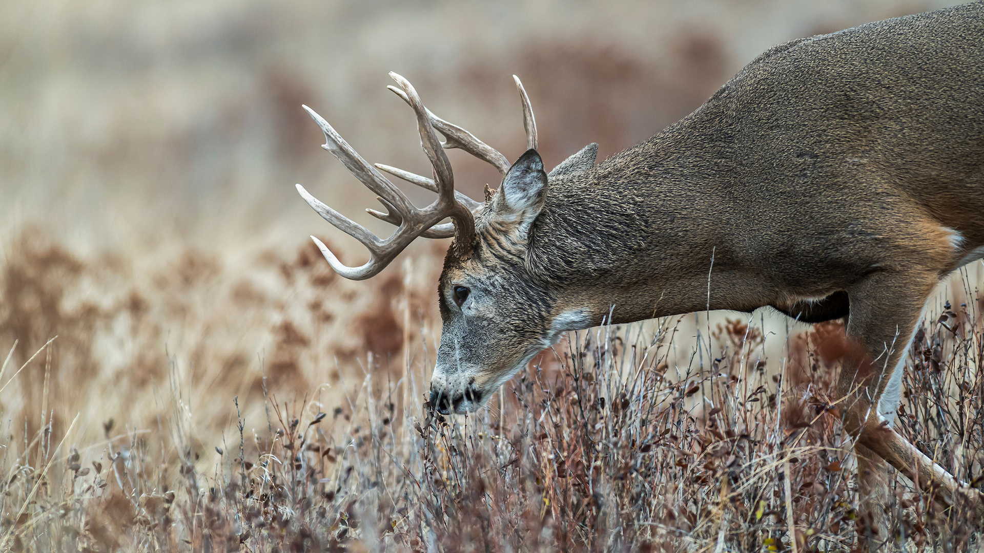 Late Season Food Sources You Should Be Hunting