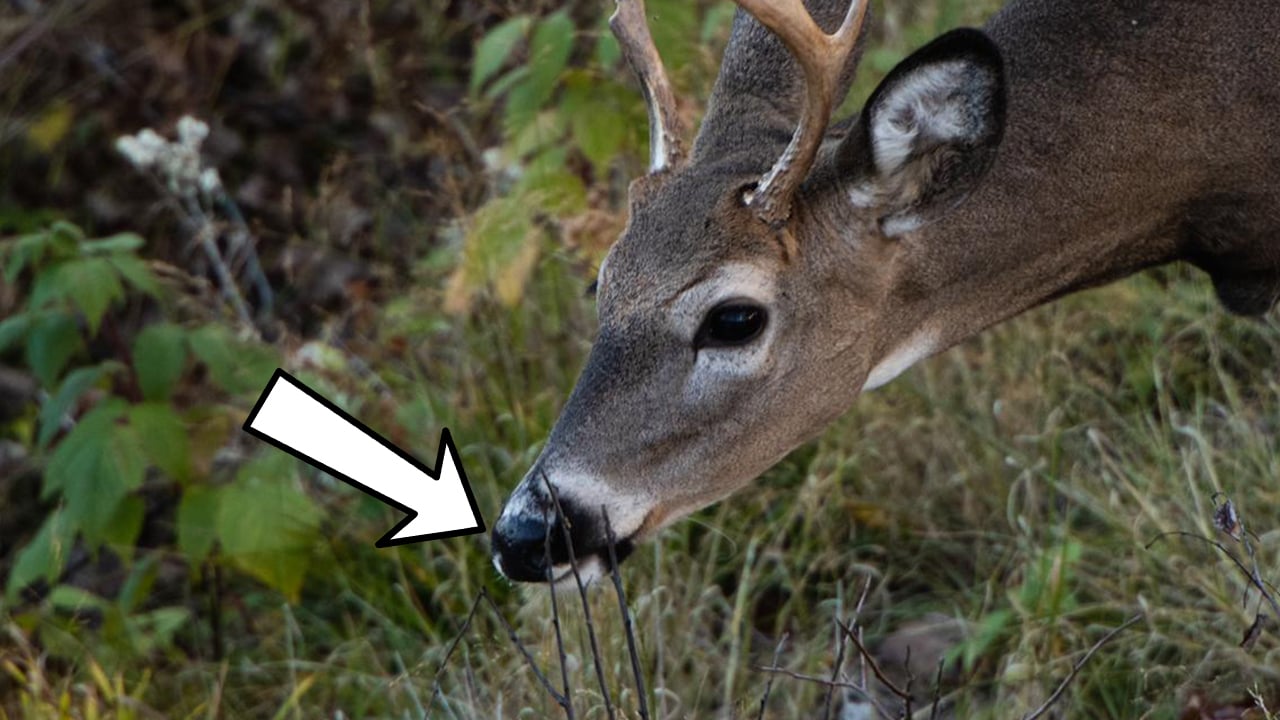 7 Whitetail Deer Glands and What They Do