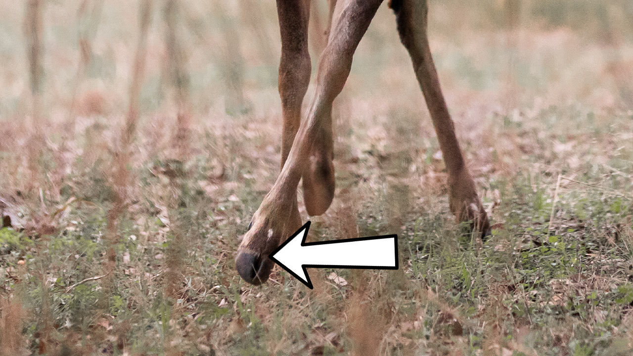 7 Whitetail Deer Glands and What They Do