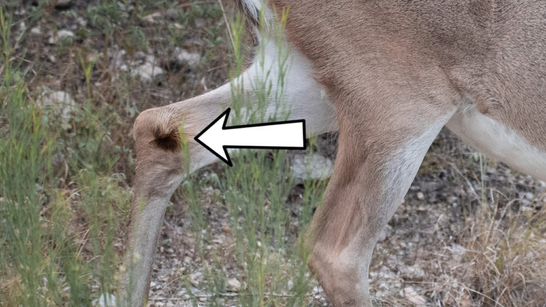 7 Whitetail Deer Glands And What They Do Bowhunting
