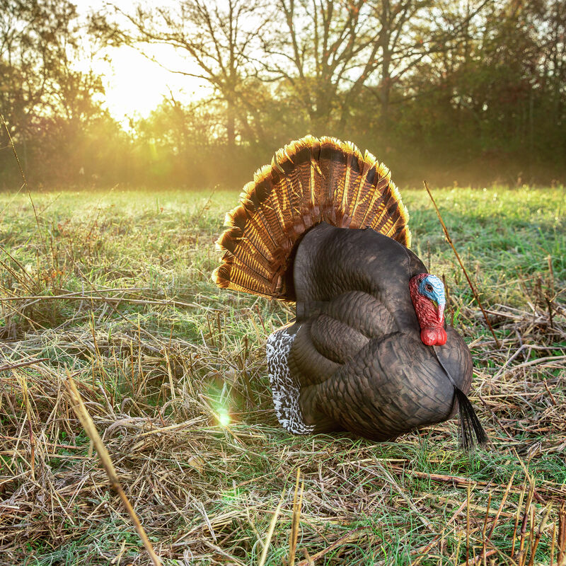 New Turkey Decoys for Spring 2021