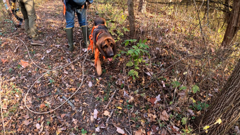 how to train a dog to track a blood trail