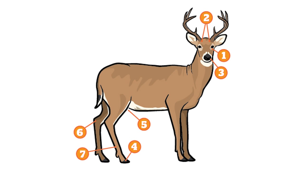 7 Whitetail Deer Glands and What They Do