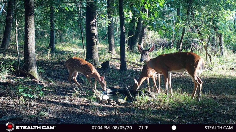 How To Build A Waterhole For Deer & Wildlife