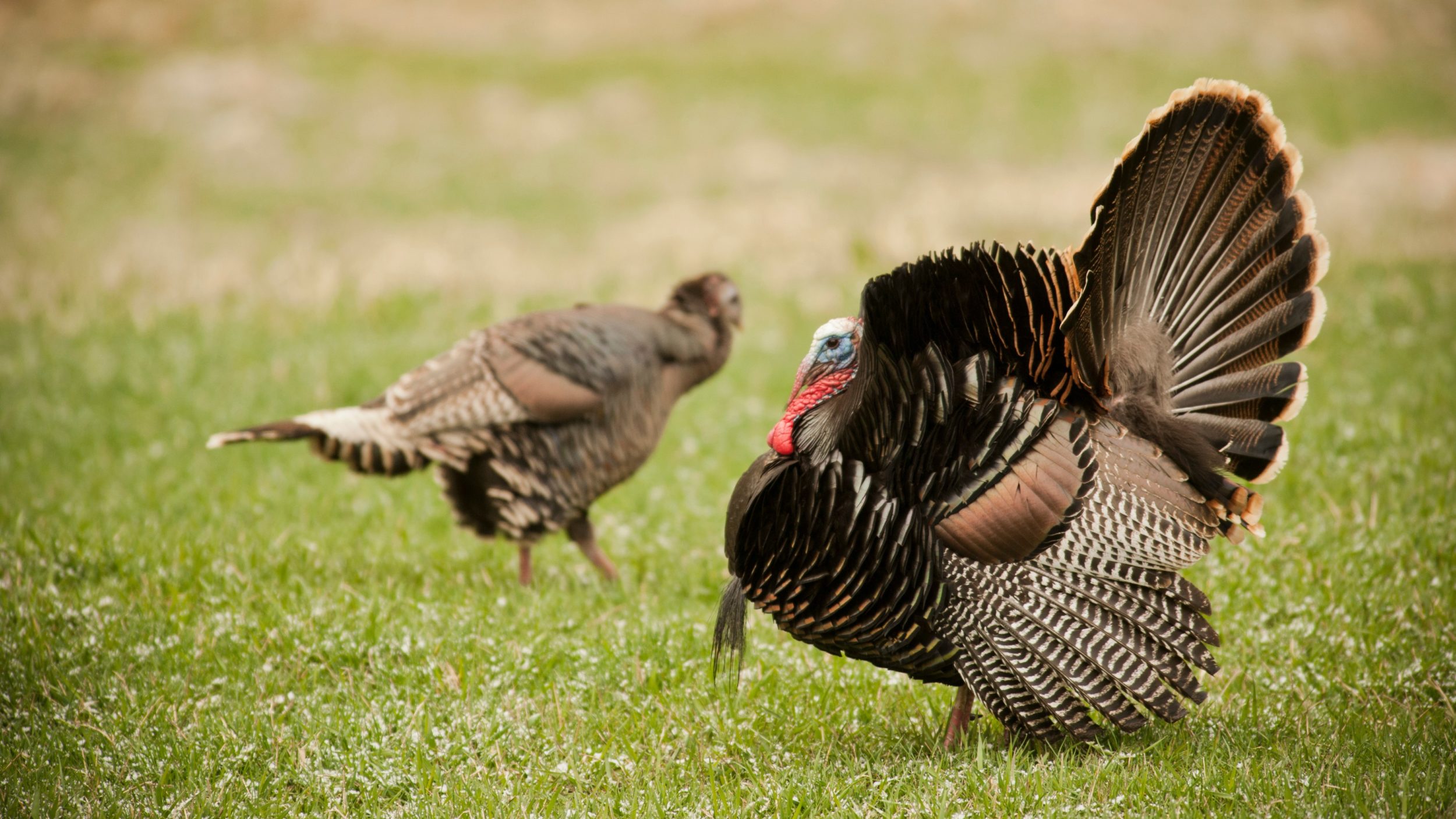 Most Underrated Turkey Hunting States