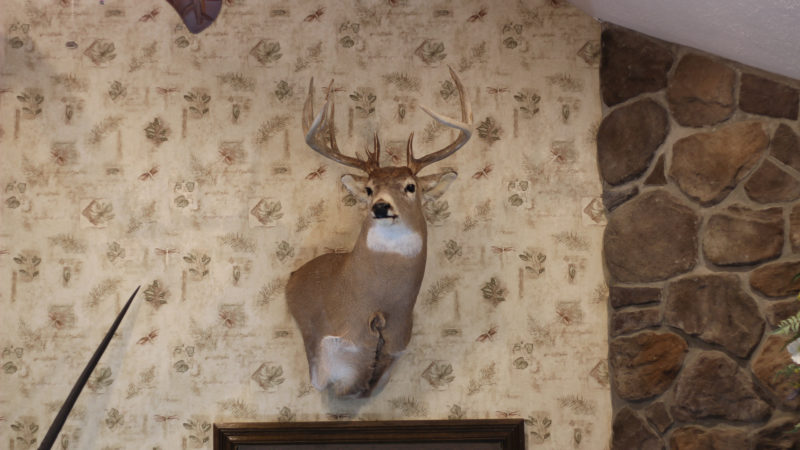 Should You Get Your Buck Mounted?