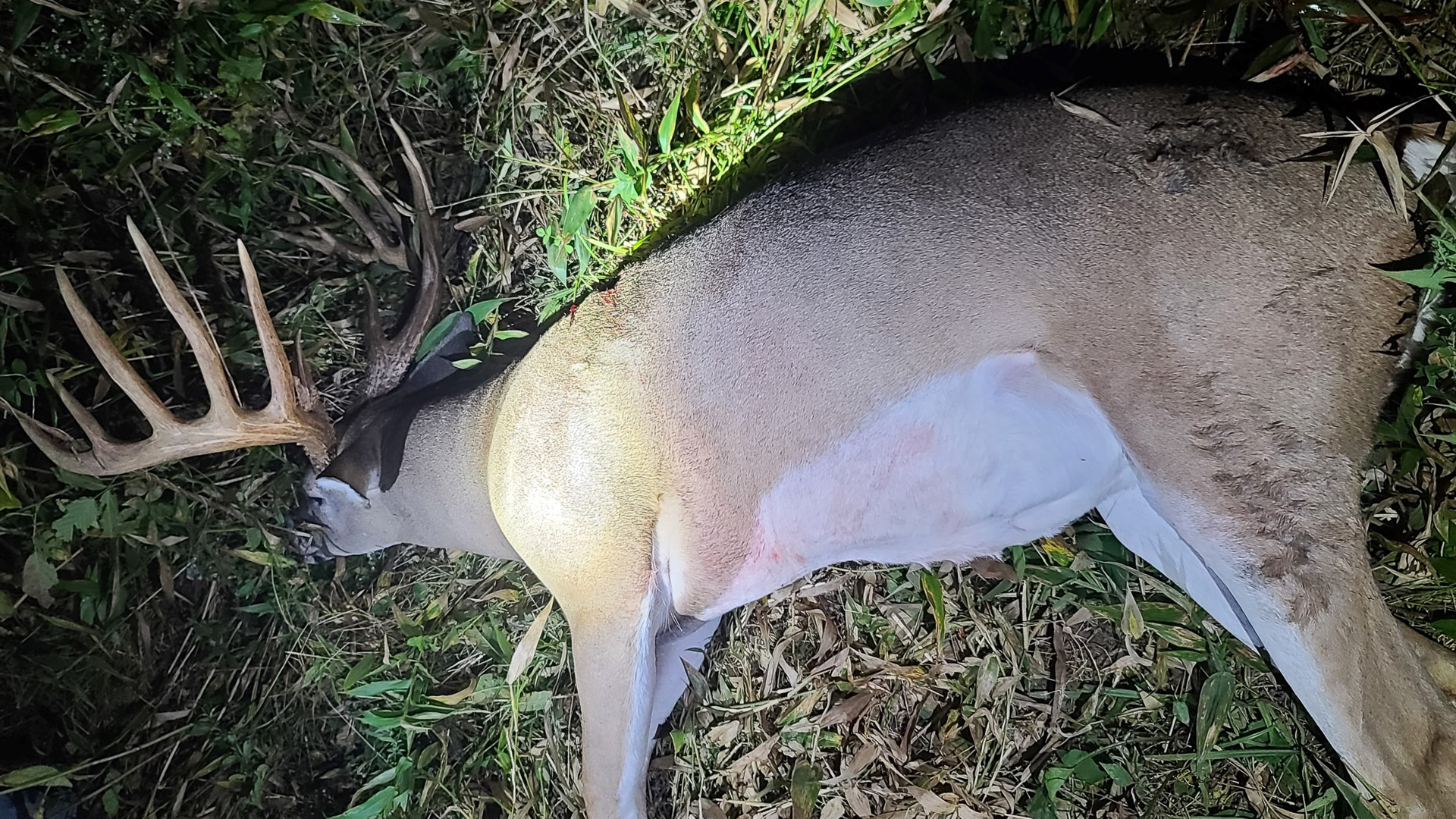 Big Buck Profile Giant Hill Country Kentucky Typical