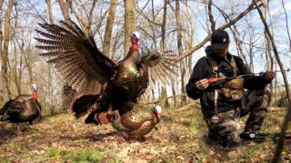 Battling Birds! Turkey Hunting Is Never Easy!