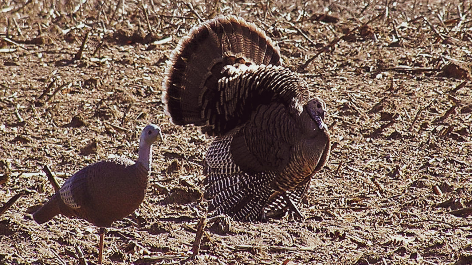 Do Hen Turkeys Strut?