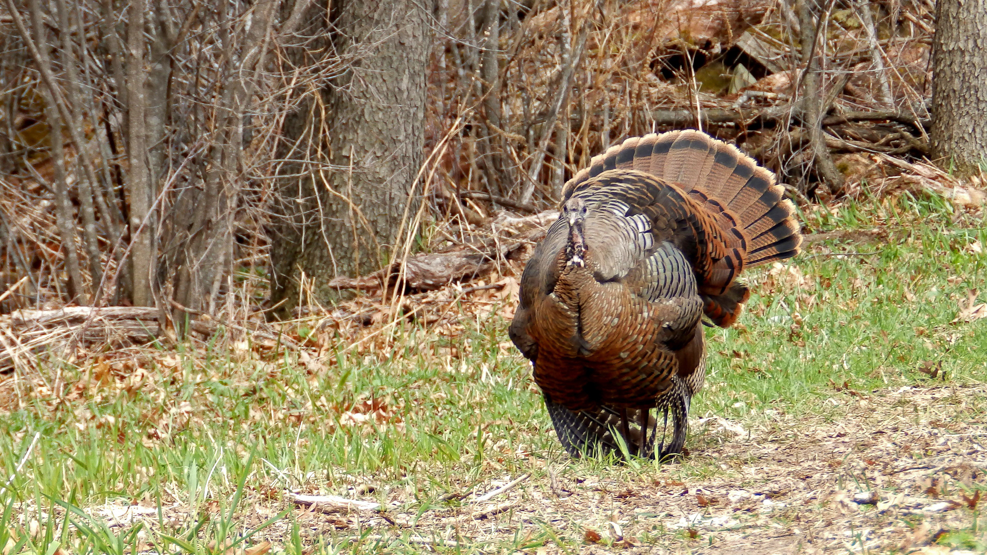 Hen Turkeys Rarely Strut Their Stuff