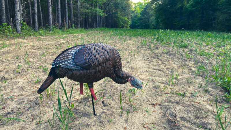 Huntstand Turkey Hunt With Chuck Leavell Of The Rolling Stones