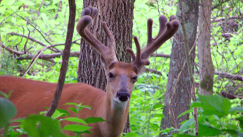 How To Take Inventory Of Velvet Bucks On Your Property