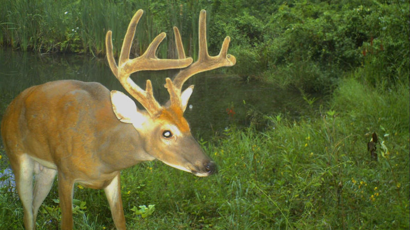 How To Take Inventory Of Velvet Bucks On Your Property