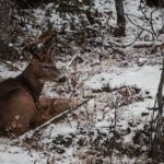 How To Create Structure For Deer Habitat
