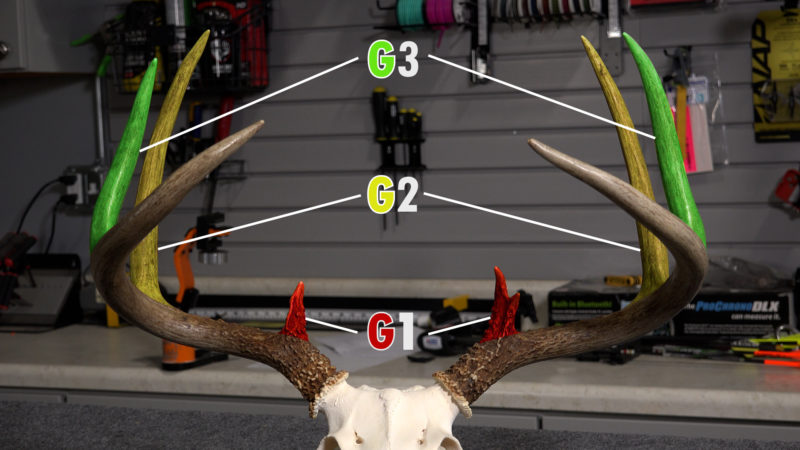 How To Score Deer Antlers