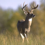 Deer Vocabulary: Sounds Deer Make And What They Mean